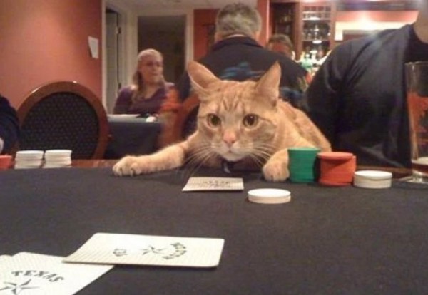 Cats playing craps